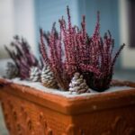 Henry Neuhauser teilt Expertentipps für winterharte Gärten in Rostock